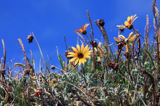 Spring flowers in the meadow