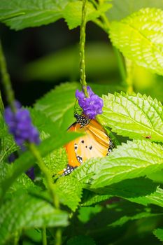 Beautiful Butterfly on Colorful Flower, nature background