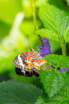 Beautiful Butterfly on Colorful Flower, nature background