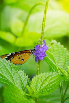 Beautiful Butterfly on Colorful Flower, nature background