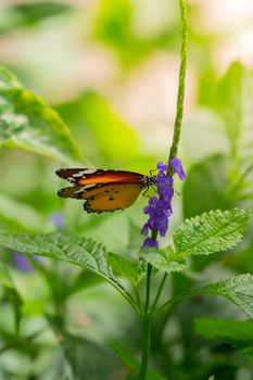 Beautiful Butterfly on Colorful Flower, nature background