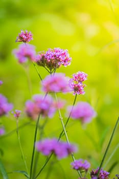 The background image of the colorful flowers, background nature