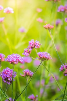 The background image of the colorful flowers, background nature