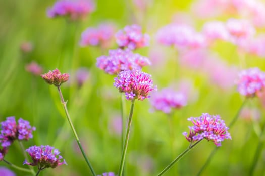 The background image of the colorful flowers, background nature