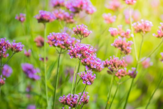 The background image of the colorful flowers, background nature