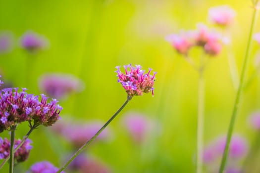 The background image of the colorful flowers, background nature