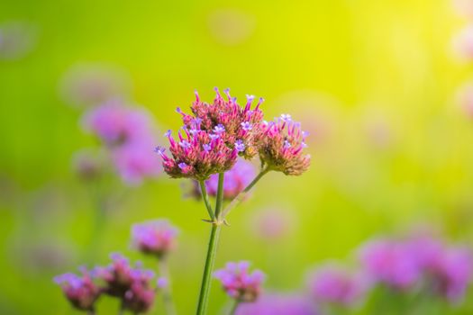 The background image of the colorful flowers, background nature