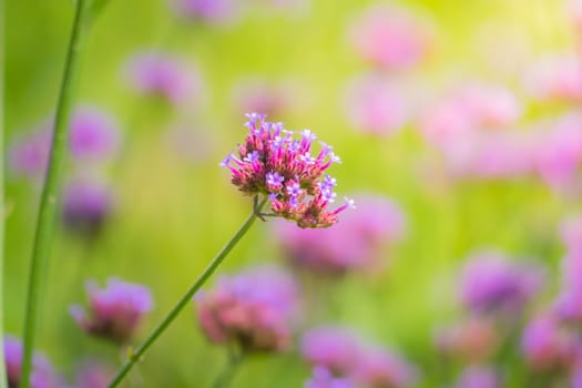 The background image of the colorful flowers, background nature