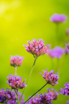 The background image of the colorful flowers, background nature