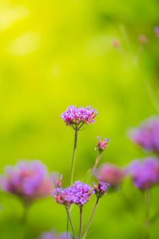 The background image of the colorful flowers, background nature