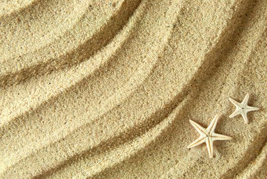 Close up of a starfish shells on beach sand background