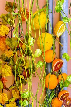 sliced oranges and lemons hanging from a wall in sicily