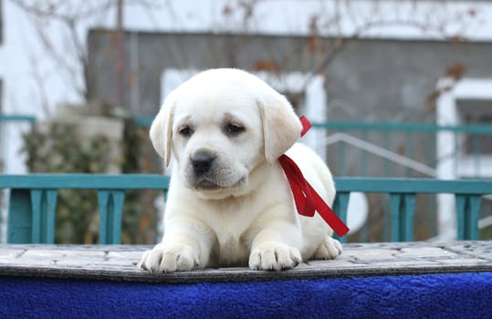 a little yellow labrador puppy sitting on blue background
