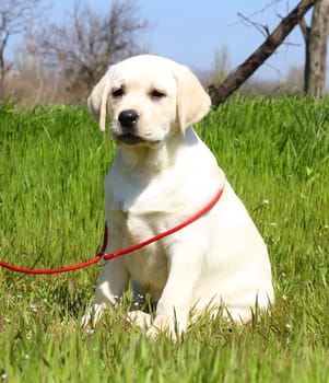 a yellow nice labrador puppy in the garden