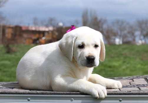 a yellow cute nice labrador puppy in the garden
