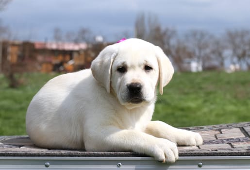 the yellow cute nice labrador puppy in the garden