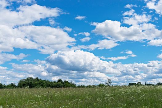 Meadow with green juicy grass and field flowers on a background of blue sky with white cumulus clouds