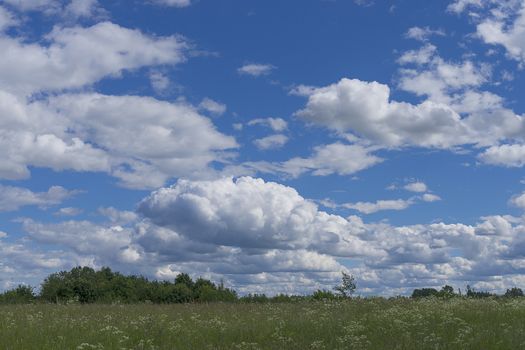 Meadow with green juicy grass and field flowers on a background of blue sky with white cumulus clouds