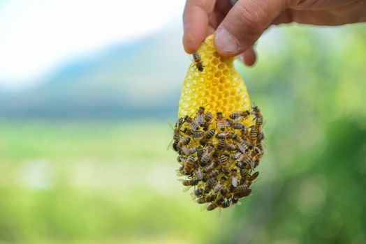 natural bees to the Honeycomb