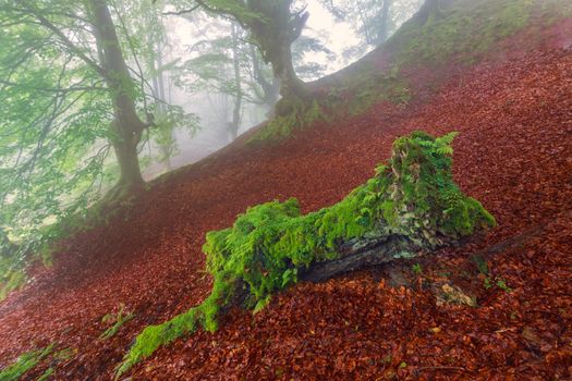 Green on red, misty forest
