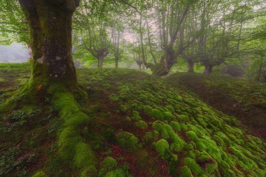 Green bubbles in a foggy forest