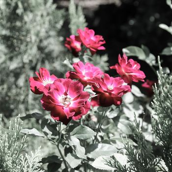 Retro of  Small red rose flower,background on pine tree