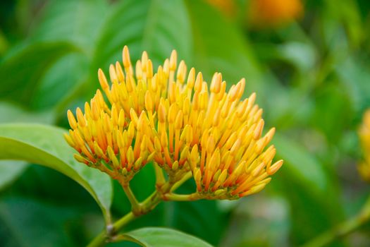 beautiful bouquet orange ixoras flower, West Indian Jasmine flower on it's plant