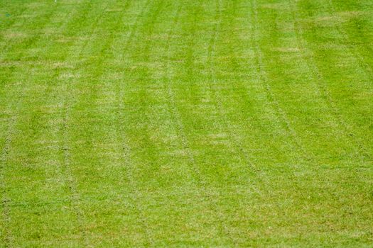 new cutting grass of green soccer field