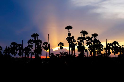sunset with silhouette sugar palm on evening