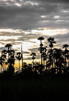 sunset with silhouette sugar palm on evening