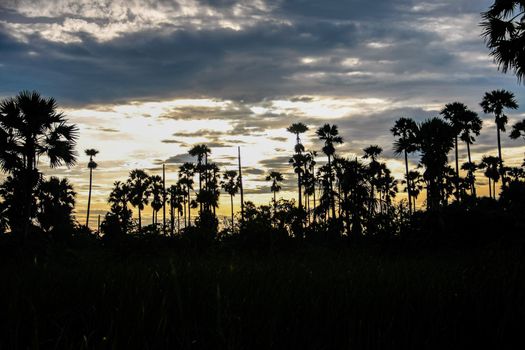 sunset with silhouette sugar palm on evening