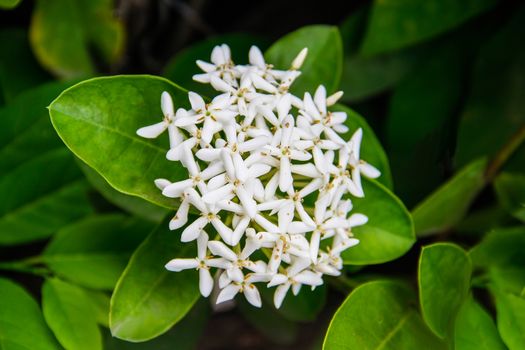 beautiful bouquet of white ixoras flower, West Indian Jasmine flower on it's plant