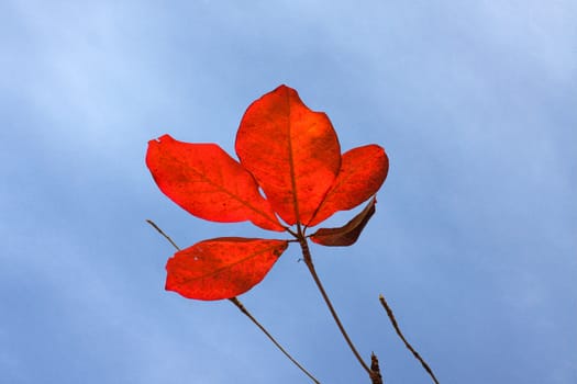 red bengal almond leaves with blue sky in bright day