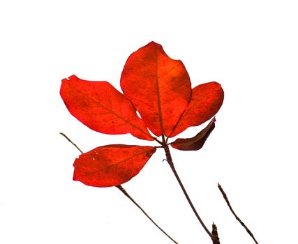 red almond leaves on white background, isolate