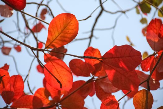 red bengal almond leaves with blue sky