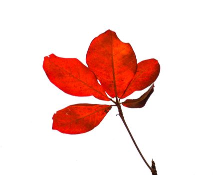 red almond leaves on white background, isolate