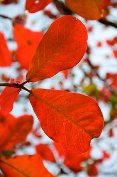 red bengal almond leaves with blue sky in bright day