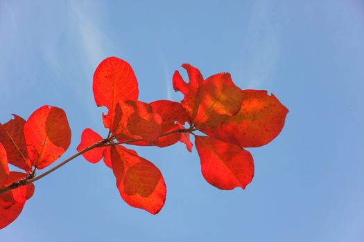 red bengal almond leaves with blue sky in bright day