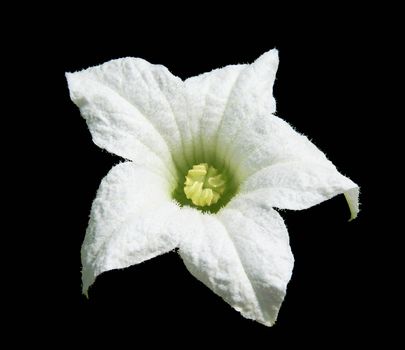 white ivy gourd flower on black background