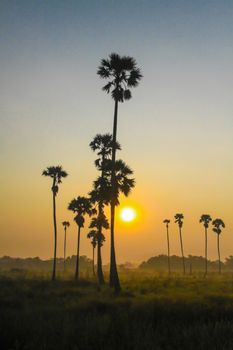 sunrise with sugar palm trees in morning at winter of Thailand
