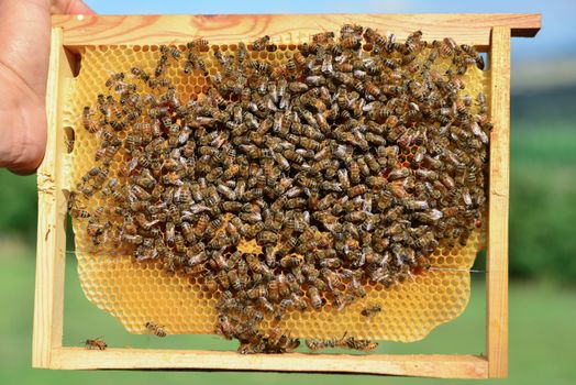 colony of bees to make honey