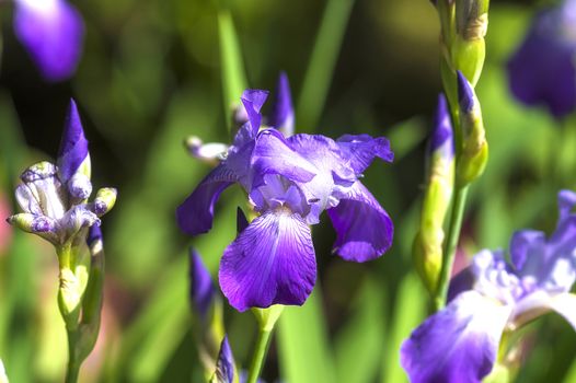 Close-up of violet iris in the garden-park, covered with raindrops and lit by the summer sun