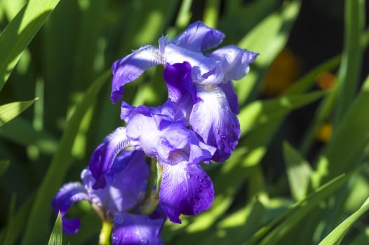 Close-up of violet iris in the garden-park, covered with raindrops and lit by the summer sun