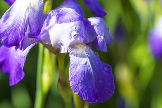 Close-up of violet iris in the garden-park, covered with raindrops and lit by the summer sun