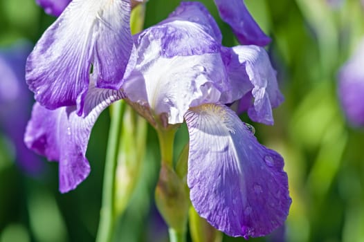 Close-up of violet iris in the garden-park, covered with raindrops and lit by the summer sun