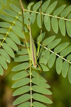 Image of grasshopper (Small Green Leaf Katydid.,Orthelimaea leeuwenii) on green leaves. Insect Animal