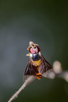 Image of a drosophila melanogaster on a branch. Insect Animal (Diptera)