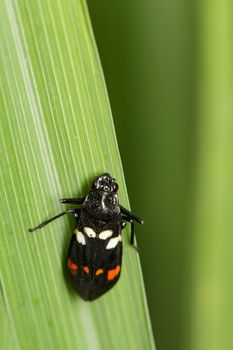 Image of black beetle on green leaves. Insect Animal