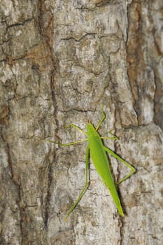 Image of a green grasshopper on the tree. Insect Animal