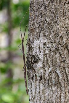 Image of a siam giant stick insect on the tree. Insect Animal